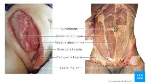 At the level of the pelvic bones, the abdomen ends and the pelvis. Abdominal Wall Anatomy Fasciae And Ligaments Kenhub