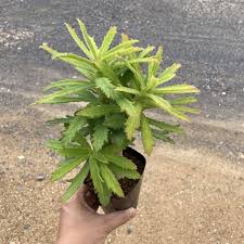 Image result for Monadenium torrei