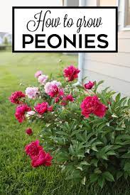 Growing Peonies Peony Bush Care Growing Peonies Peonies Garden Peonies And Hydrangeas