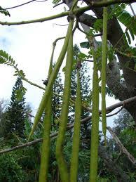 Image result for Sesbania grandiflora