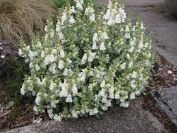 Image result for Antirrhinum