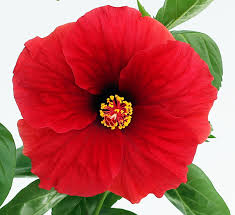 Image result for Hibiscus Red 2015 Vito