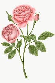 Download Premium Png Of Vintage Rose Flower Transparent Png 2091313 In 2020 Flower Illustration Flower Drawing Rose Flower
