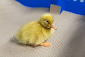 Pekins are a creamy white fowl with yellow skin and large breasts. White Pekin Ducks Townline Hatchery