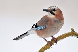 Eichelhaeher Eichelhaher Vogel Als Haustiere Einheimische Vogel