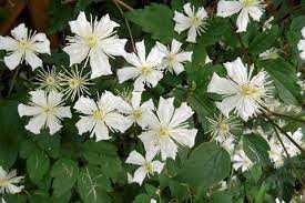 Informatie over de clematis 'paul farges' (clematis), een heester uit de ranunculaceae familie met bloemen die wit van kleur zijn. Powojnik Clematis Paul Farges Summer Snow Centrum Ogrodnicze Dammera