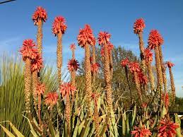 Use espoma's cacti and succulent mix to. Stately Aloe Blooms In Winter At The Nursery Succulents Redflowers Serragardens Succulents Blooming Succulents Flowering Succulents Succulents