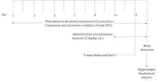 Image result for Lecaniodiscus