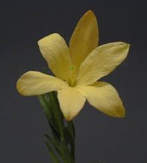 Image result for Menodora heterophylla