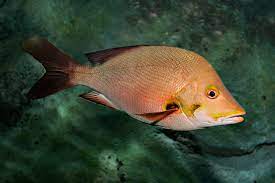 Ikan kakap merah umumnya menghuni daerah perairan karang ke daerah pasang surut di muara, bahkan beberapa spesies cenderung menembus ikan kakap merah (lutjanus argntimaculatus) yaitu mempunyai tubuh yang memanjang dan melebar, gepeng atau lonjong, kepala cembung atau sedikit. Kakap Wikipedia Bahasa Indonesia Ensiklopedia Bebas