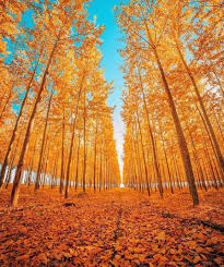 Golden Forest Photo By In 2020 Hd Nature Wallpapers Watercolor Wallpaper Iphone Nature Wallpaper