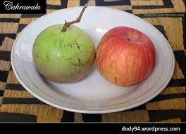 Pindahkan biji apel ke dalam tutup boks plastik yang dilapisi tisu lembap. Buah Susu Berdaun Emas Cakrawala