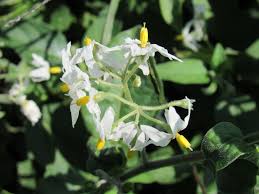 Image result for Solanum sp.no.2