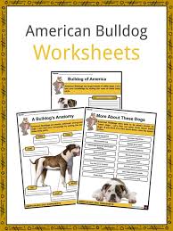 Our bulldog coloring pages can help you the american bulldog svg is an original design you wont find anywhere else. American Bulldog Facts Worksheets History For Kids