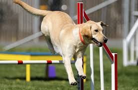 Check spelling or type a new query. Safe Exercise For Dogs Petcover Au