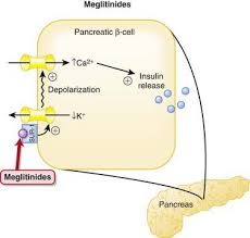 Image result for Meglitinide