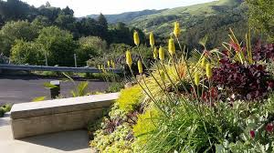 Continue to 2 of 25 below. Plantfiles Pictures Coleonema Breath Of Heaven Sunset Gold Coleonema Pulchellum By Kell