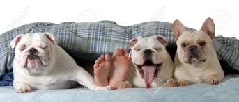 Hier können sie fragen stellen und ihre kenntnisse mit anderen teilen. Hunde Im Bett Zwei Englisch Bulldogs Und Ein Franzosisch Bulldogge Unter Die Decke Mit Menschlichen Fusse Heraus Isoliert Auf Weissem Hintergrund Lizenzfreie Fotos Bilder Und Stock Fotografie Image 25631284