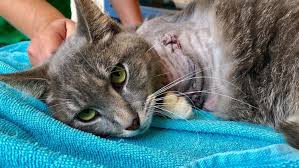But if you just find them everynow and then, and she still has a good amount don't worry =). Cat S Leg Amputated After Someone Tied Firecrackers To Her Paw 10tv Com
