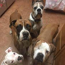 The portion of a particular state each group below serves is indicated by the symbol next to its name So Cal Boxer Rescue Home Facebook
