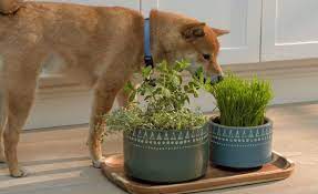 Dogs And Cats Love To Snack On Grasses And Herbs And That Can Be A Good Thing Pet Grass Pet Remedies Dogs Eating Grass