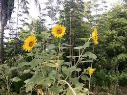 Bunga ini sangat cocok digunakan untuk menyatakan perasaan cinta kepada seseorang. This Is The Very Beautiful And Beautiful Sun Flow I Am Photo In My Household Steemit
