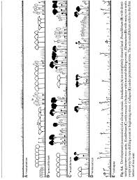 Image result for Kohautia microflora