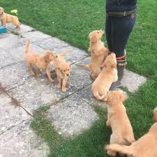 Check spelling or type a new query. Tennessee Pets For Sale Home Facebook