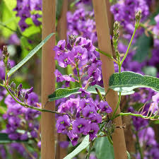 Image result for Hardenbergia