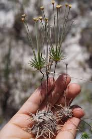Image result for Syngonanthus welwitschii