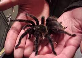 Curly Hair Tarantula