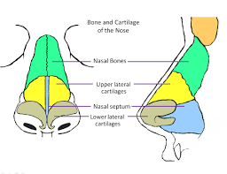 Lateral wall of nasal cavity, showing ethmoid bone in position. Revision Rhinoplasty Nyc Dr Garrett Bennett Ny Sinus Rhinoplasty Surgeon