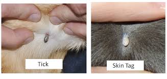 My little kitty had a huge tick on her face. Fleas And Ticks Blog Comfort At Home Pet Services Llc
