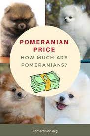 Considerations Which Influence Pomeranian Price How Much Does A Pomeranian Cost The Pomer Black Pomeranian Puppies Pomeranian Puppy For Sale Pomeranian Puppy