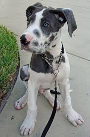 The assyrians used them as dogs of war and traded them with greeks and romans who bred them with english mastiffs. Great Dane Lab Mix Pit Shefalitayal