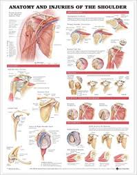 Anatomy And Injuries Of The Shoulder Anatomical Chart