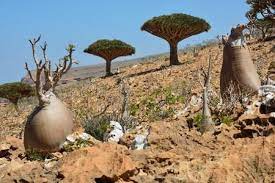 Trekking In Homhil Socotra Among Huge Adenium Obesum Cucumber Trees And Frankincense Trees Socotra Adenium Trees To Plant