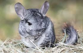 6 Fakta Chinchilla Hewan Mamalia Gemas Berbulu Paling Lebat