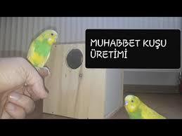 Surekli Kur Yapan Muhabbet Kuslari Es Tutma Belirtileri Budgies Cockatiel Youtube