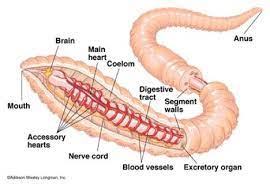 Earthworm Anatomy Anatomy Project
