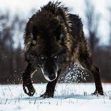 Black Timber Wolf Photo By Sj Nate Destination Wild Https Creatures Den Blogspot Mk 2017 05 What To Do If Yo Wolf Photos Timber Wolf Animals Beautiful