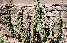 Fully matured plants typically reach a height of 3 to 4 m and a diameter of 10 to 12 cm., but others can reach up to 6 m tall. Totem Pole Cactus Lophocereus Schottii Near Tucson Arizona Images Photography Stock Pictures Archives Fine Art Prints