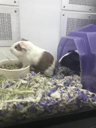 I have 6 baby guinea pigs for sale. Guinea Pigs For Sale Buy Live Guinea Pigs For Sale Petco