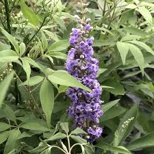Image result for Vitex fischeri