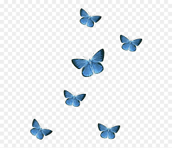 Transparent Background Butterfly Png Png Download Vhv Choose from 9800+ butterfly graphic resources and download in the form of png, eps, ai or psd. transparent background butterfly png