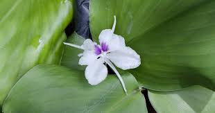 Image result for Kaempferia