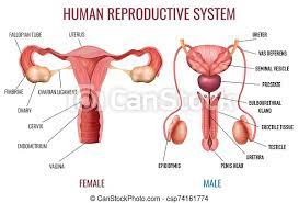 A wide variety of female thread parts options are available to you, such as local service location, micro machining or not, and cnc machining or not. Realistic Human Reproductive System Realistic Set Of Male And Female Human Reproductive System With Labelled Parts On White Canstock