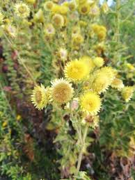 Image result for Helichrysum foetidum