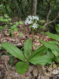 Image result for Lintonia nutans