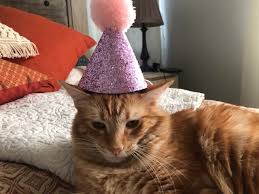 It was created in 2002 by the international fund for animal welfare. Your Photos Global Cat Day